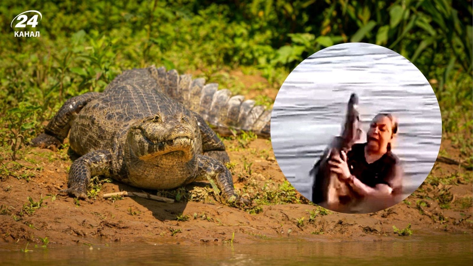 Алігатор прикидався деревом 