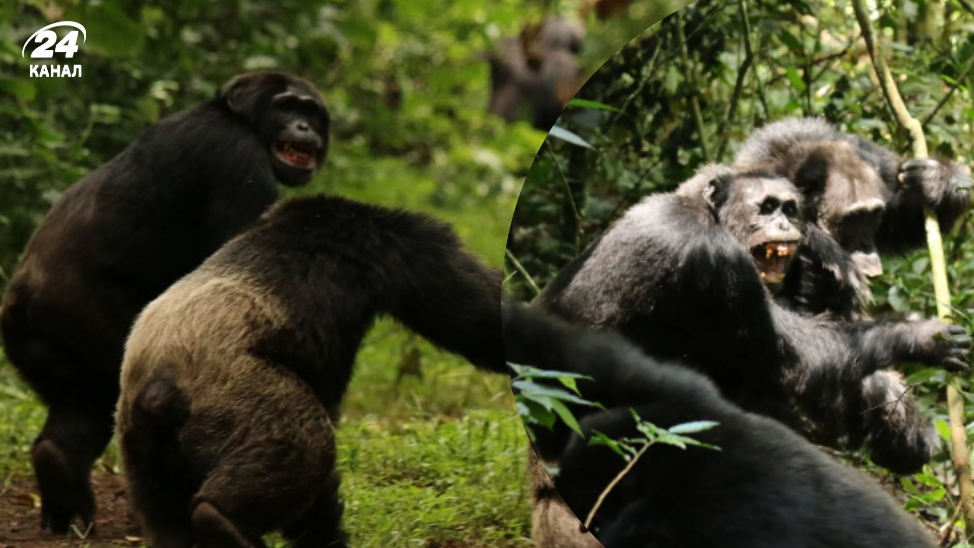 В Уганде шимпанзе неожиданно устроили войну