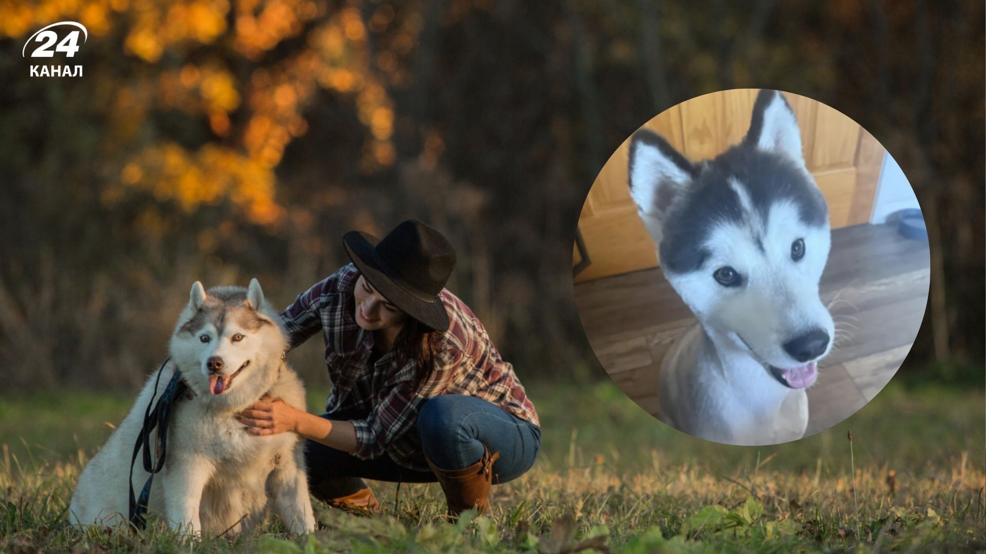 Хаскі не впізнала власниця після грумера 