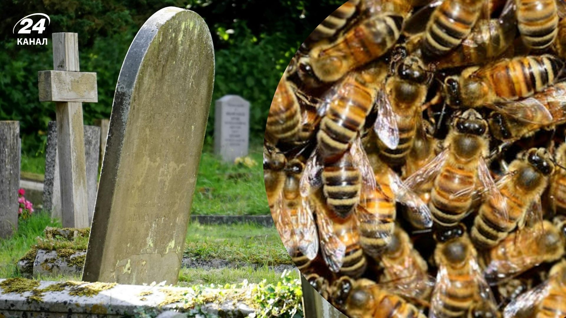 Вчені виявили найбільшу колонію бджіл у світі 