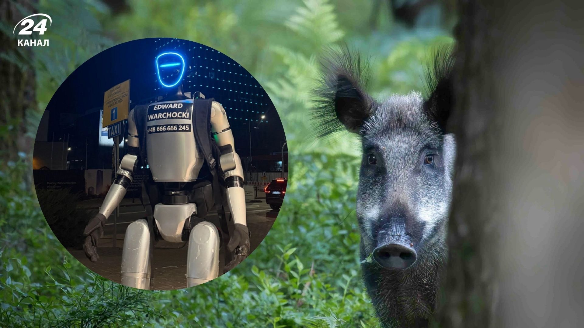 Людиноподібний робот бігав за кабанами Людиноподібний робот бігав за кабанами