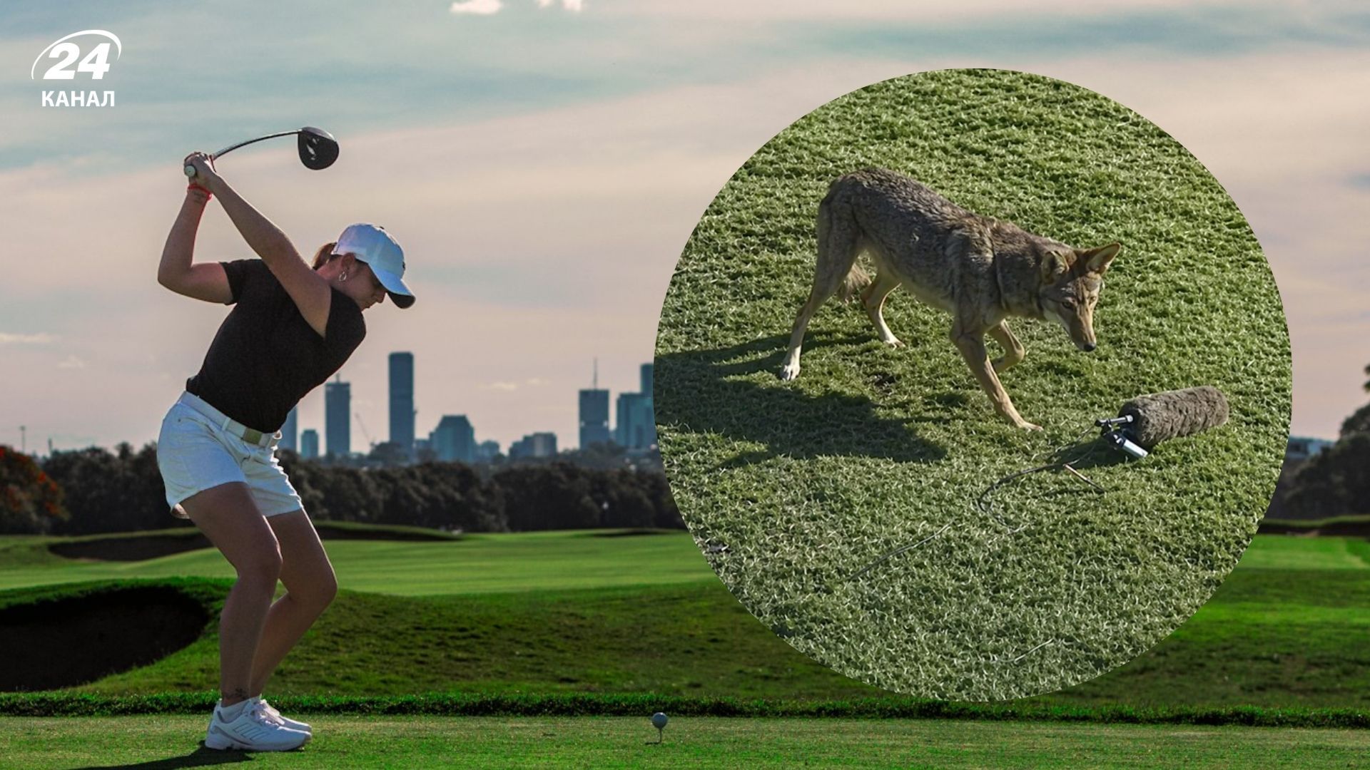 Койот вкрав мікрофон з поля для гольфу 