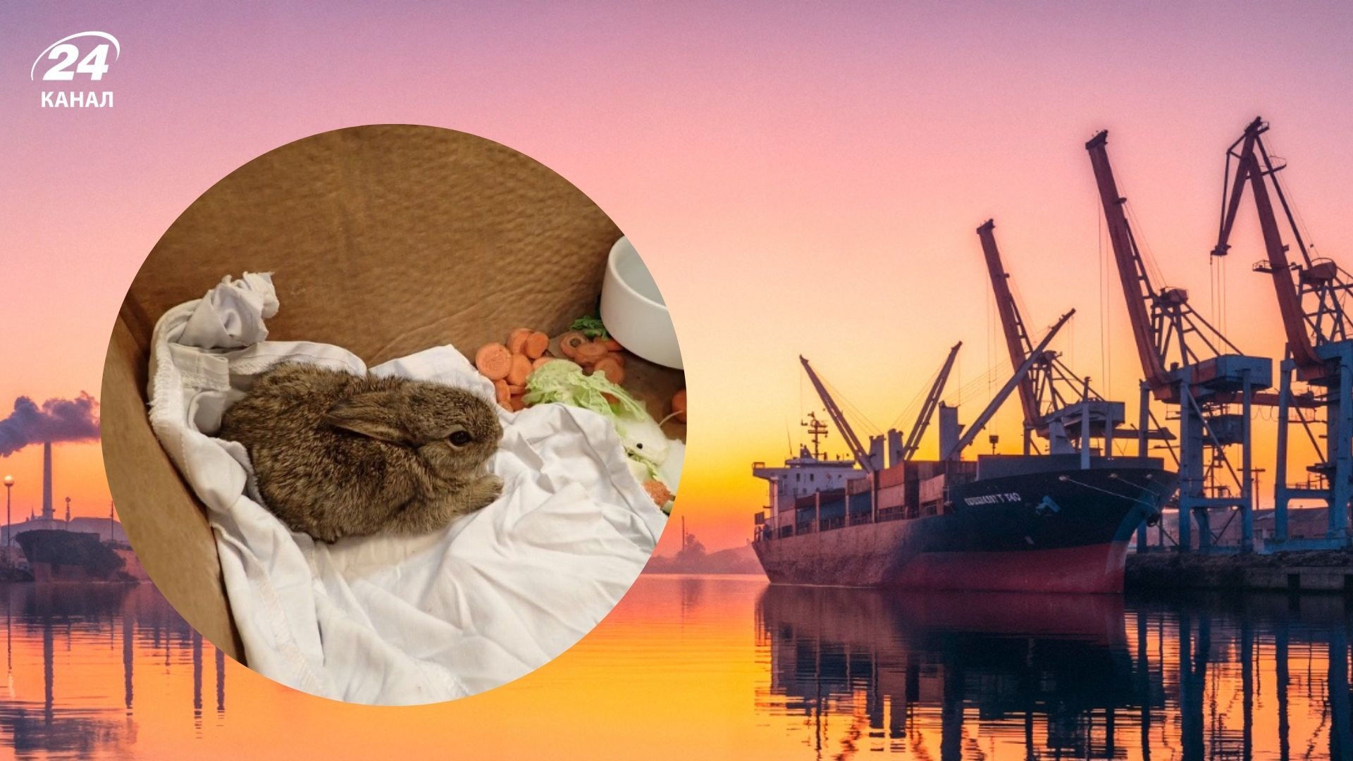 На нефтяной платформе в море нашли кроликов