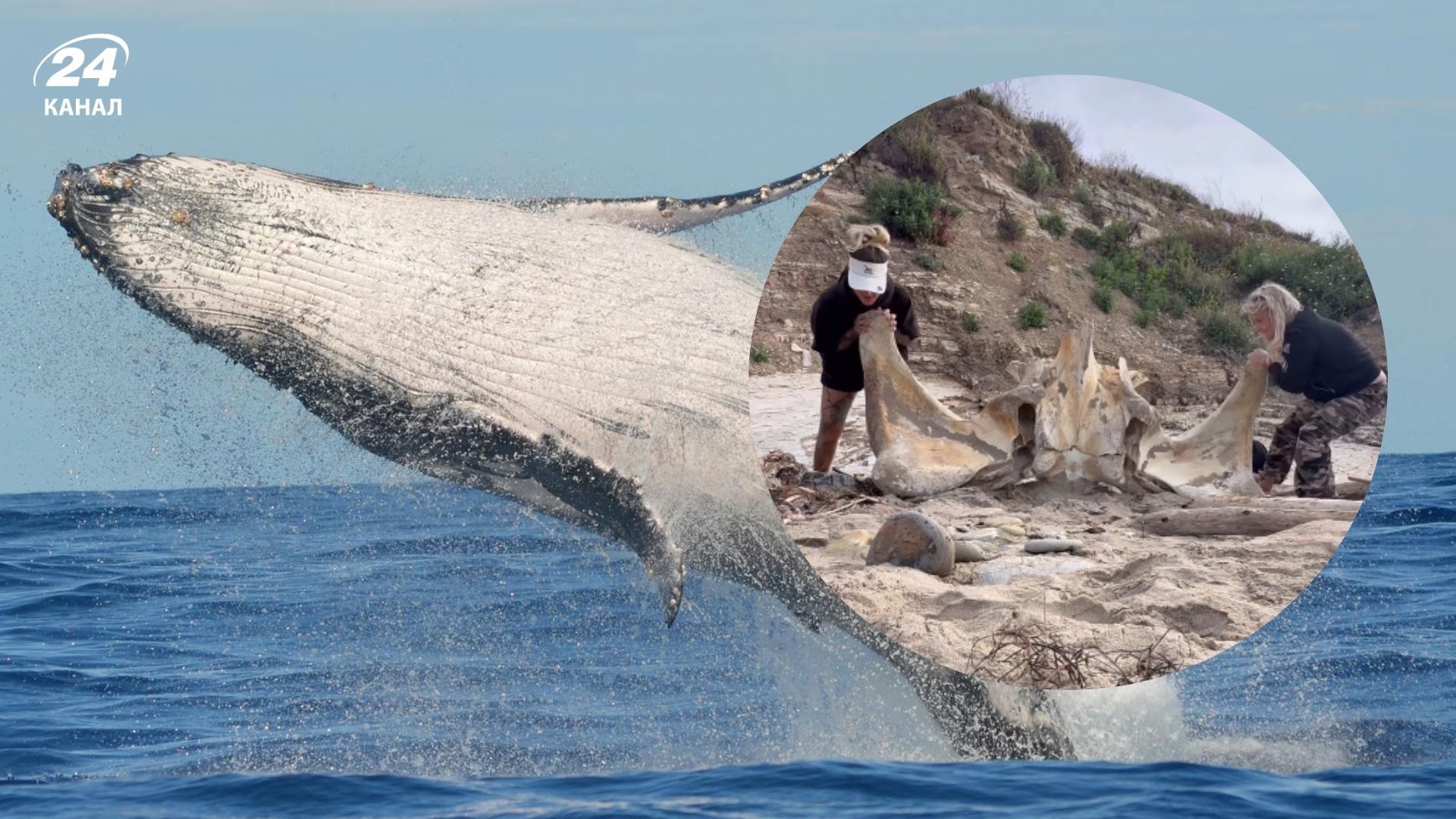 В Калифорнии туристки нашли на пляже огромный череп В Калифорнии туристки нашли на пляже огромный череп