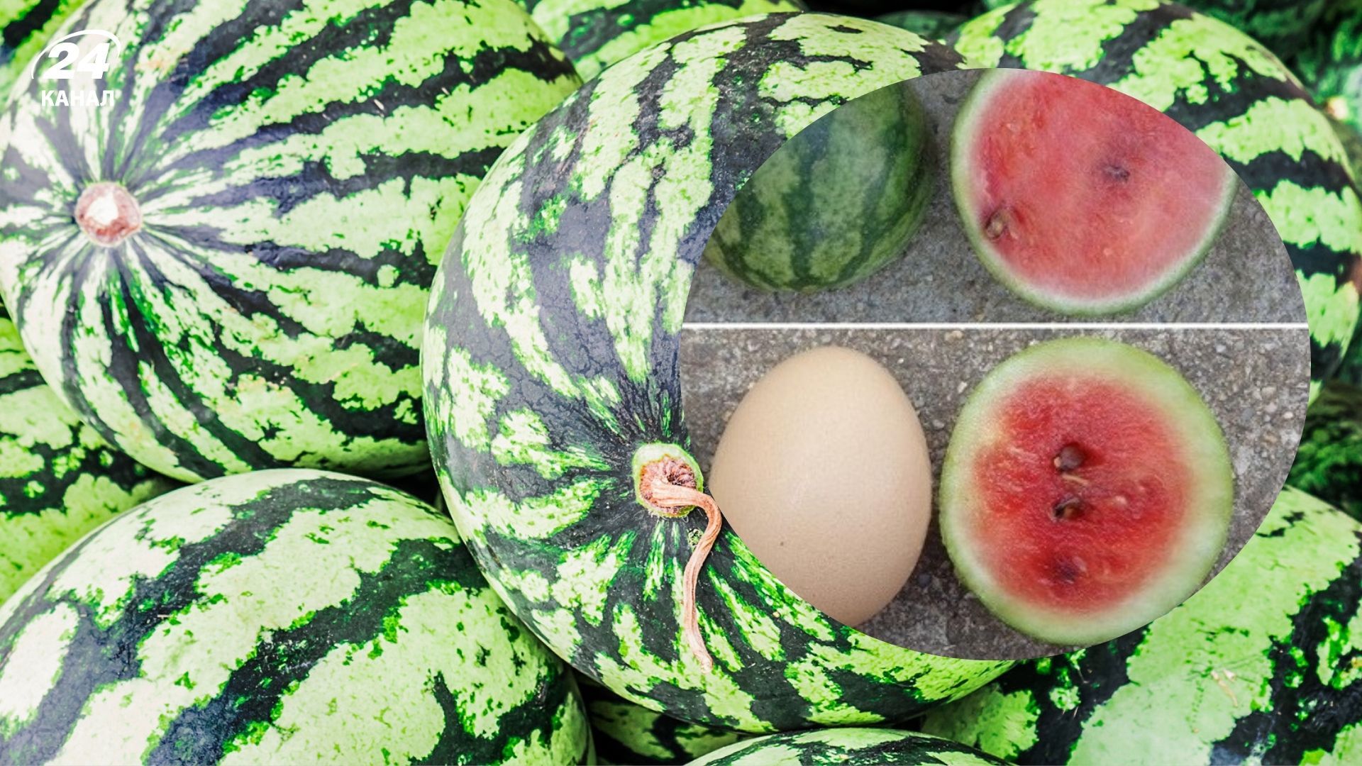 Мініатюрні кавуни виростили американки Мініатюрні кавуни виростили американки