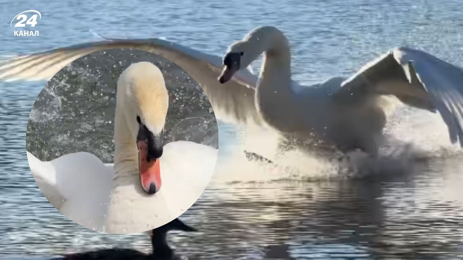 У Полтавській області живе незвичайний лебідь 