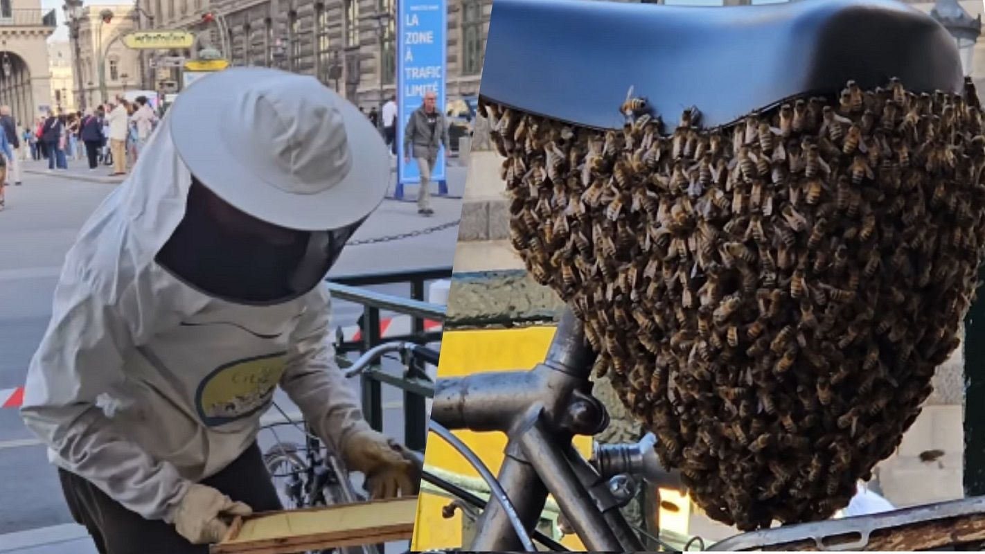 Бджоли обліпили велосипед біля метро у центрі Парижа 