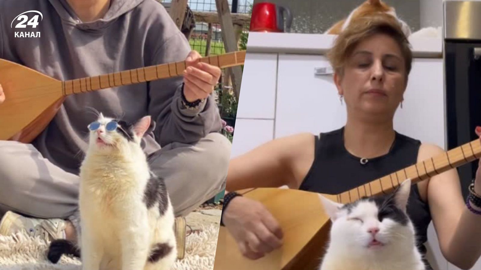 Турецкая кошка лечится музыкой