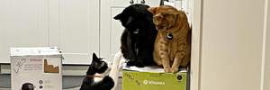 Коти окупували коробку з новим блендером: господарі не можуть скористатися приладом